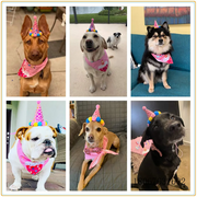 Pet Birthday Costume